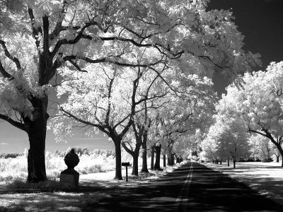 Tree-lined Road.jpg