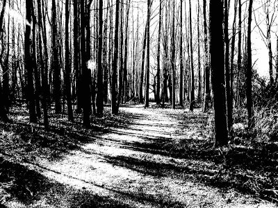Black and White Studies