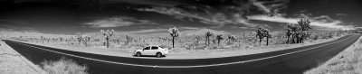Joshua Tree Roadside.JPG