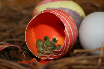 birth of a frog