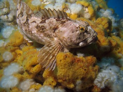 IMG_0569-scorpion fish.jpg