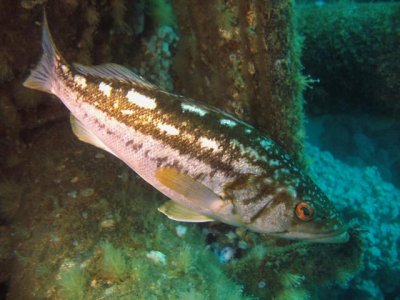 IMG_0623-Kelp bass.jpg