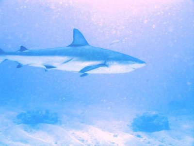 Caribbean Reef Shark