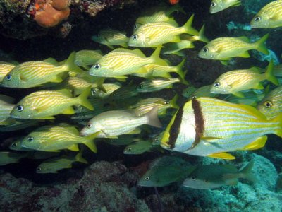 Porkfish and Blue Striped Grunts