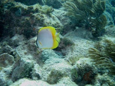 Spotfin Butterflyfish