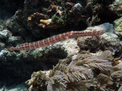 Trumpetfish