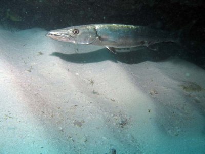 Barracuda