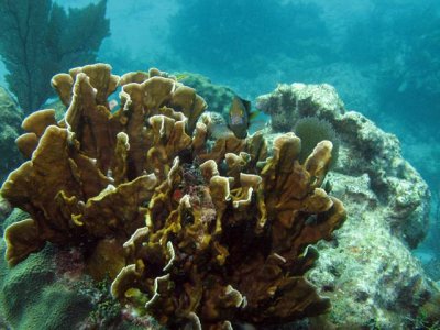 coral