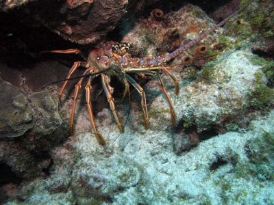 Lobster