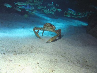 Crab