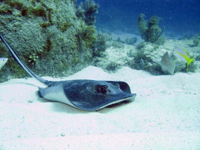 Southern Stingray - just landed in the sand