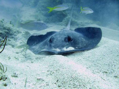 Stingray - letting me get closer