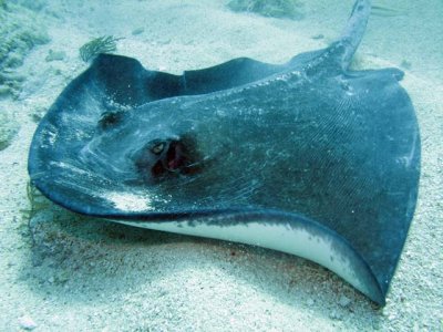 Stingray - now he's getting bugged with me