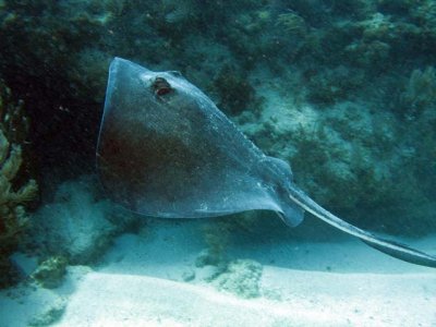 Stingray - getting away from me