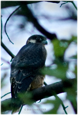 Peregrine 2008