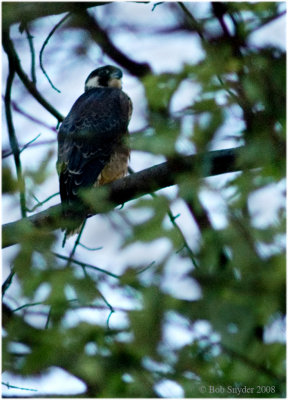 Pergrine Falcon: 2008