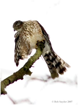 Sharpshin Hawk