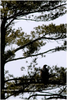 Immature Bald Eagles seen at Bald Eagle State Park, Howard, PA