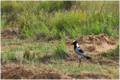 I first saw the Blacksmith Lapwing as my plane taxied to the terminal in Johannesburg, but