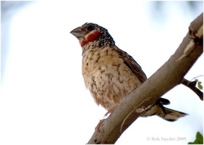 It is the nest of the Cut-throat Finch (male).