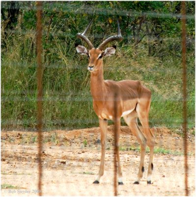 Impala outside, looking into the reserve