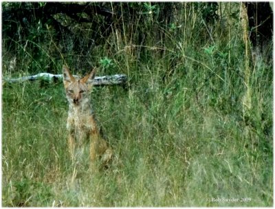 Jackal, hiding in the tall grass, and trying to look like a tree stump.