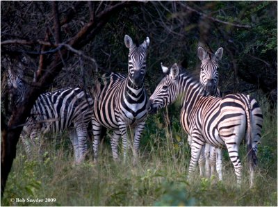 Driving through a small woods, these Plains Zebra came slowly into the open.
