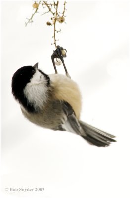 Some birds that utilize tree cavities and/or nesting boxes