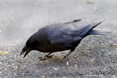 Fish Crows as yard birds