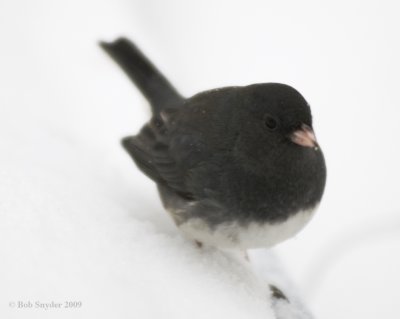 Most of us tend to view juncos as gentle harbringers of snow.