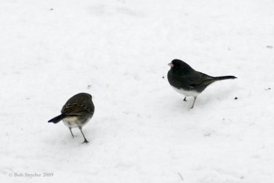 The bird on the left is a challenger, and just flew in for seeds.