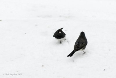 The dominant bird now crouches low in an attack posture