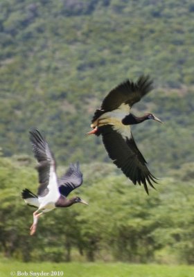 Birds of Limpopo, South Africa and Sussundenga, Mozambique: 2010 travels