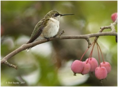 Female hummer and crab apples