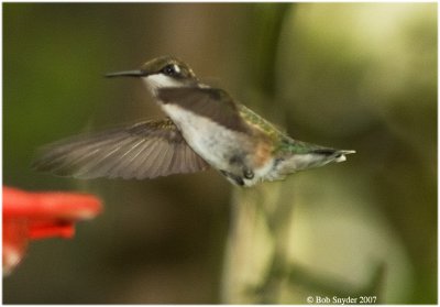 Ruby-throated Hummingbirds, Howard, PA