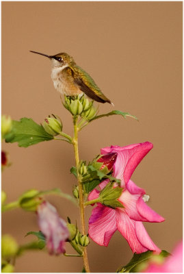 Hummingbird and Rose-O-Sharon