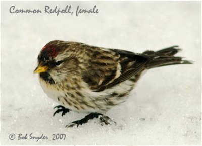Common Redpoll female and December snow.