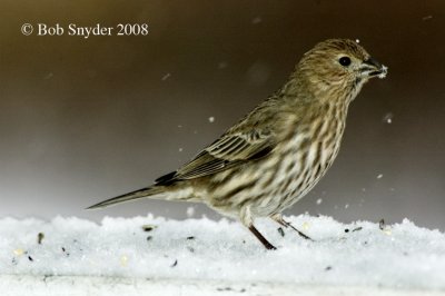 Female House Finch for comparison. No white eye stripe and blurry, grayish breast streaks.