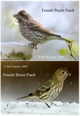 Female Finch Comparison Composite