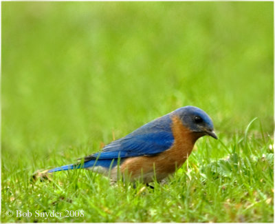 Male bluebird hunting insects.