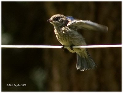 Eastern Bluebird fledgling (2007) balancing on a clothsline.