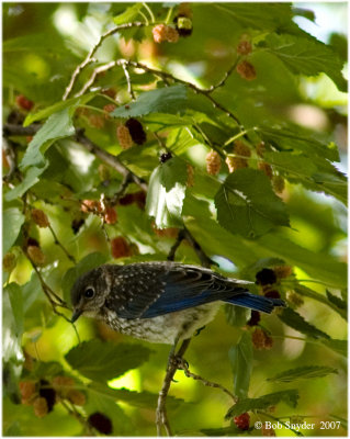 Bluebird fledgling looking at mulberries.