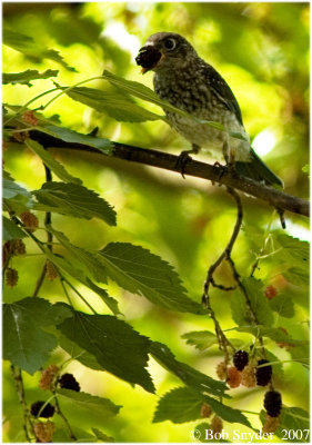 One big bite for a small bird.