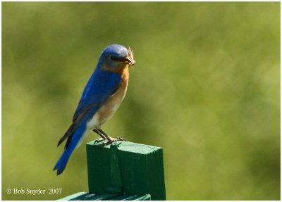 Bluebird male bringing food to nestlings.