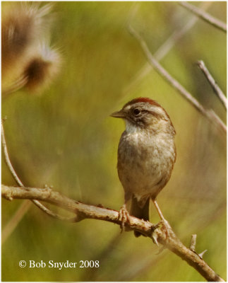 Swamp Sparrows are anticipated each spring!