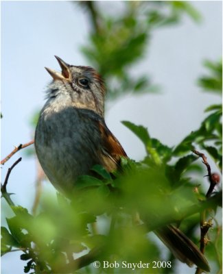 Swamp Sparrow proclaiming his territory!