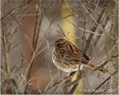 Song Sparrow (found year 'round)