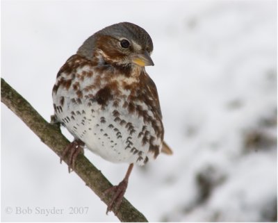 Fox Sparrow (spring and fall migrant)