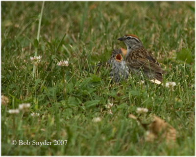 Chipping Sparrow with fledgling.