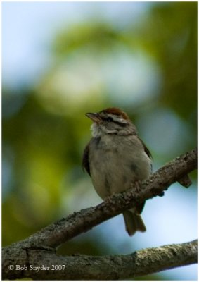 Chipping Sparrow on territorial perch.